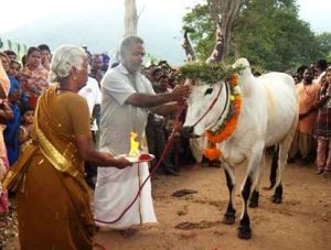 Mattu Pongal